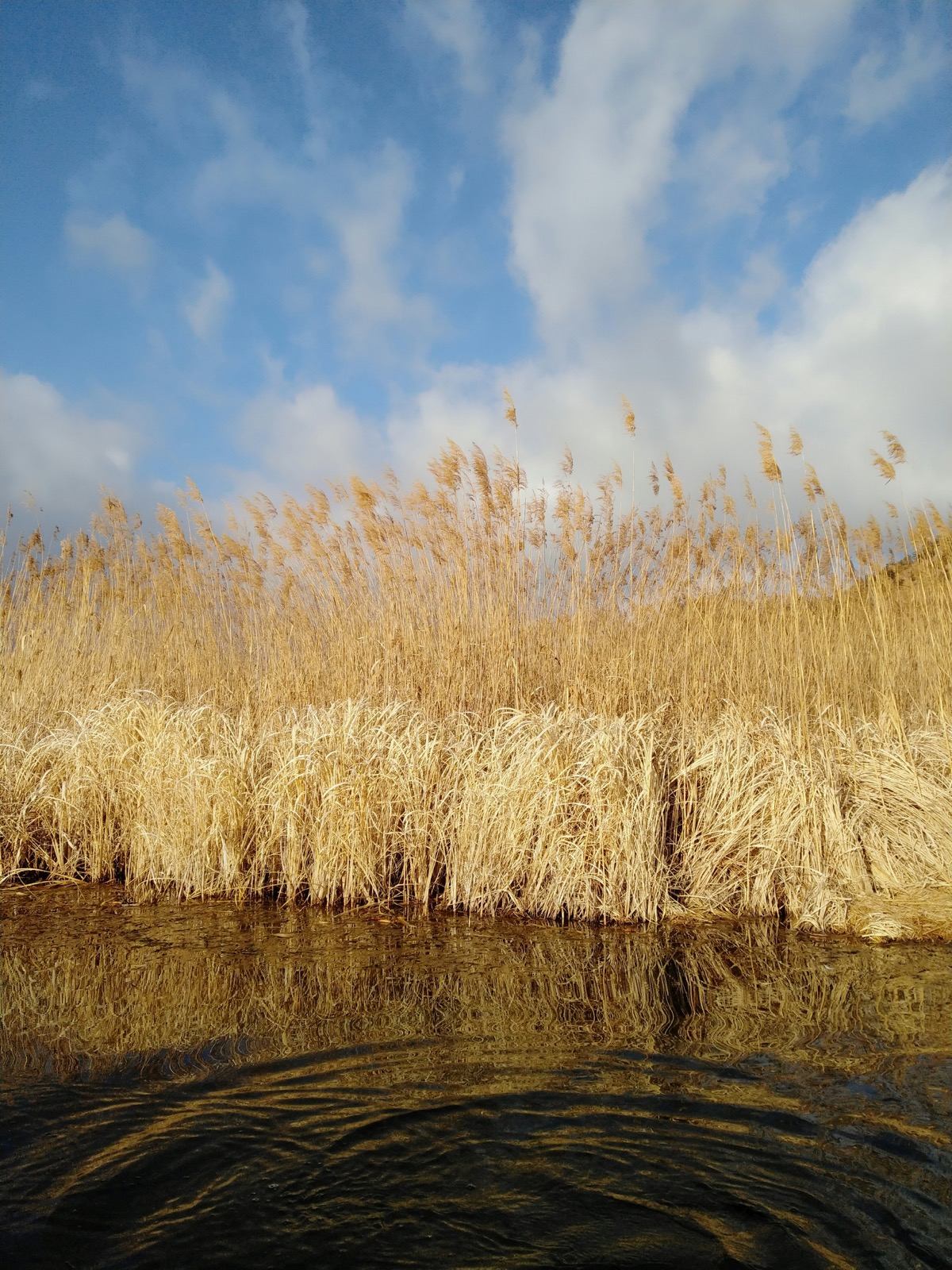 Golden reeds standing at the edge of a pond