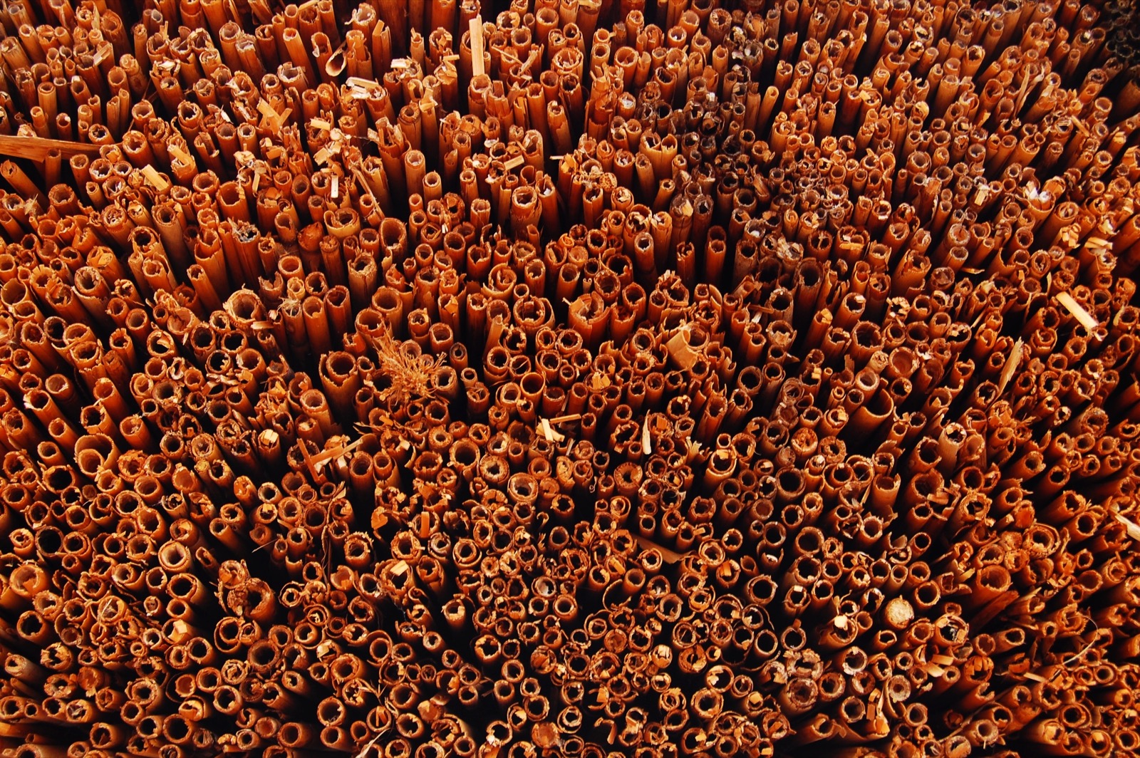 Cut reed ends, bundled tight, rust coloured